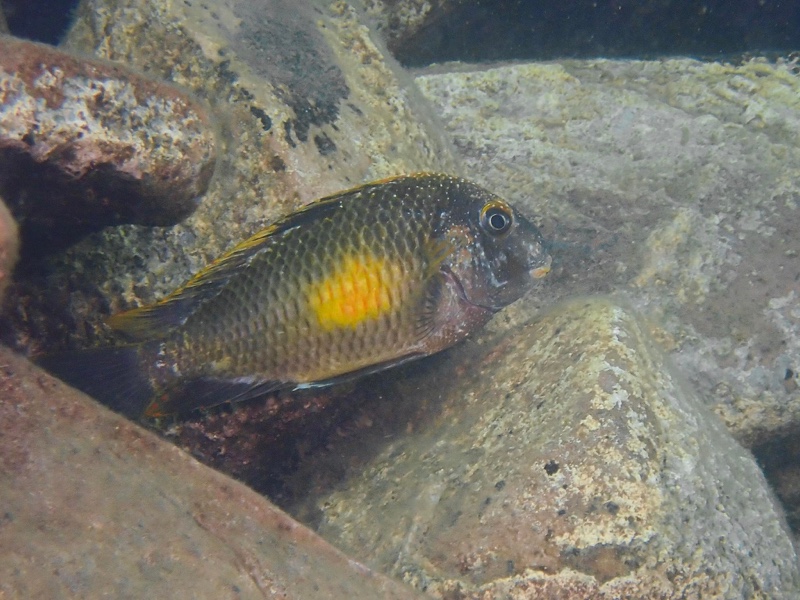 Tropheus moorii 'Kalambo Lodge' Kushangaza